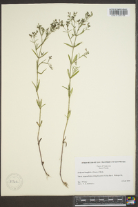 Houstonia longifolia image