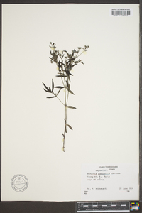 Houstonia longifolia image