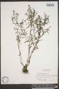 Houstonia longifolia image