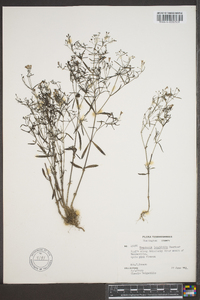 Houstonia longifolia image