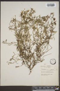 Stenaria nigricans image