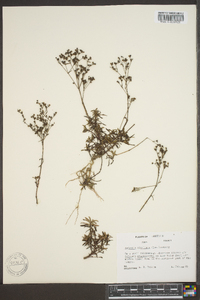 Stenaria nigricans image