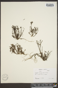 Stenaria nigricans image