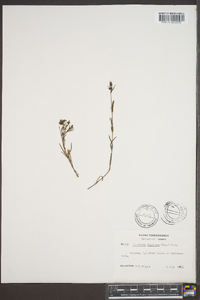 Stenaria nigricans var. nigricans image