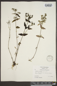 Houstonia purpurea image