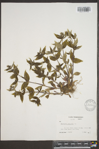 Houstonia purpurea image