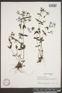 Houstonia purpurea image