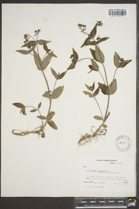 Houstonia purpurea image