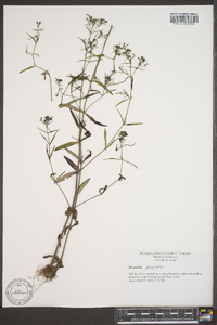 Houstonia purpurea image