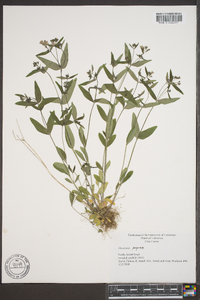 Houstonia purpurea image