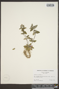 Houstonia purpurea image