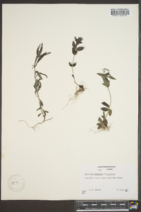 Houstonia purpurea image