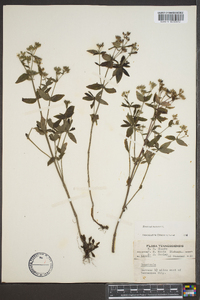 Houstonia purpurea image