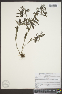 Houstonia purpurea image