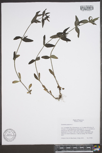 Houstonia purpurea image