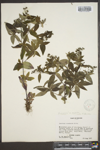 Houstonia purpurea image