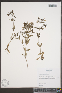 Houstonia purpurea image