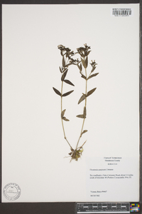 Houstonia purpurea image