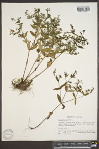 Houstonia purpurea image