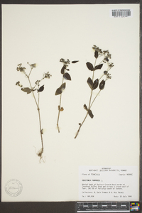 Houstonia purpurea image