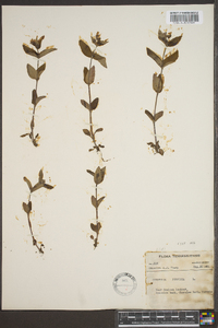 Houstonia purpurea image