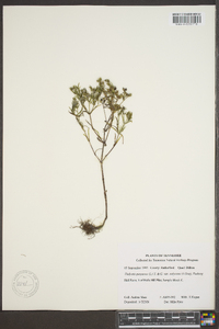 Houstonia purpurea image