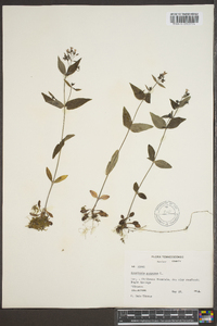 Houstonia purpurea image