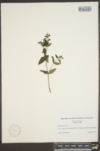 Houstonia purpurea image