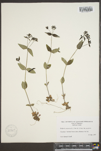 Houstonia purpurea image