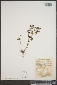 Houstonia purpurea image