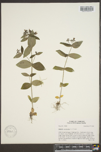 Houstonia purpurea image