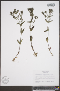 Houstonia purpurea image