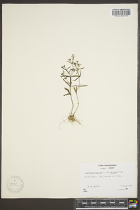 Houstonia purpurea image