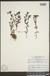 Houstonia purpurea var. calycosa image