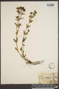 Houstonia purpurea var. longifolia image