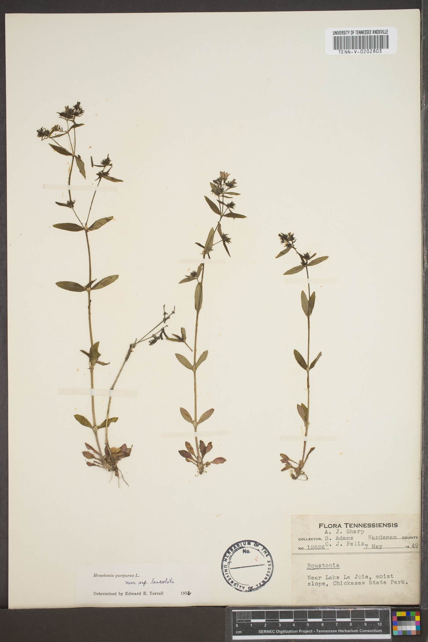 Houstonia purpurea var. longifolia image
