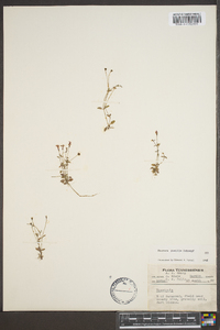 Houstonia pusilla image