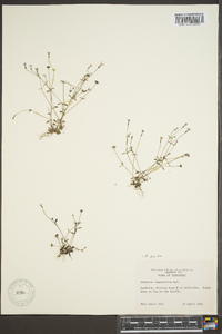 Houstonia pusilla image