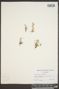 Houstonia pusilla image