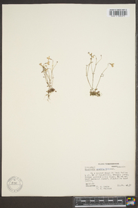 Houstonia pusilla image