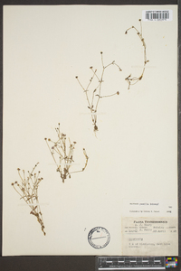 Houstonia pusilla image