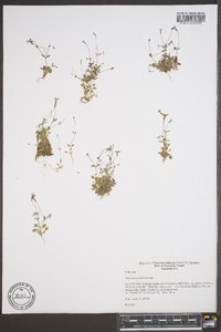 Houstonia pusilla image