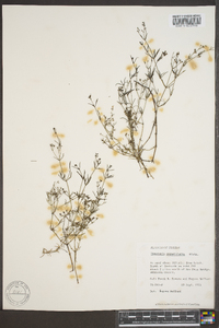 Stenaria nigricans image