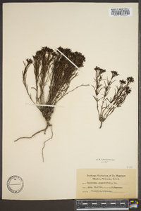 Stenaria nigricans var. nigricans image