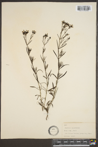 Stenaria nigricans var. nigricans image