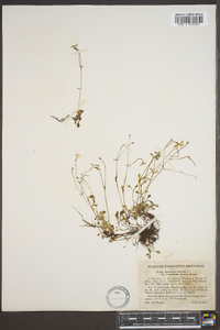 Houstonia caerulea var. faxonorum image