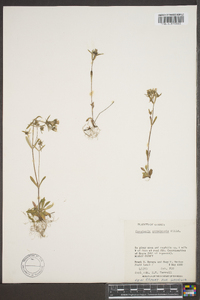 Houstonia canadensis image