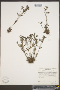 Houstonia canadensis image