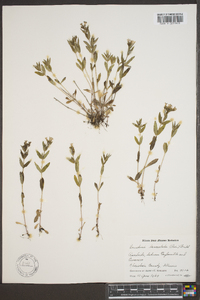 Hedyotis lanceolata image