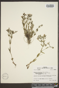 Hedyotis purpurea var. calycosa image